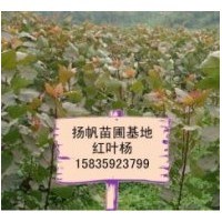 供應(yīng)中華紅葉楊，山西紅葉楊批發(fā)，紅葉楊價格