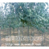 供應(yīng)大葉女貞，大葉女貞價格，大葉女貞基地，潢川大葉女貞價格