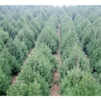 【白皮松 白皮松種子】