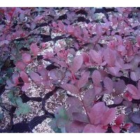 供應(yīng)紅葉喬木紫薇扦插苗