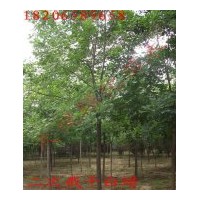 供應(yīng)白蠟，速生白蠟，白蠟樹，惠民白蠟