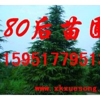 2011南京雪松價格(圖)