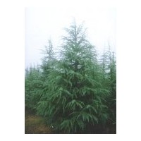 南京雪松、玉蘭、蜀檜、龍柏、大葉女貞、紫薇、紫葉李、法桐、樸