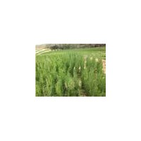 供應(yīng)200cm側(cè)柏