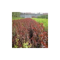 供應(yīng)紅紅葉碧桃