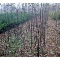 供應(yīng)西府海棠小苗
