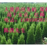 安徽沭陽蜀檜 龍柏,紅櫸批發(fā)