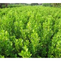 全國(guó)黃楊,龍柏.塔柏.蜀檜.木槿.水蠟.紅葉小檗.