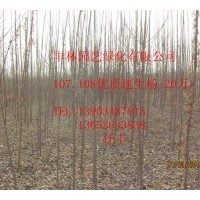 供應(yīng)山西優(yōu)質(zhì)107.108速生楊
