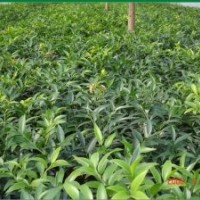 大量供應地徑3-5公分竹柏綠化苗木