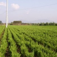 供應(yīng)龍柏，蜀檜，北京檜