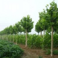 法桐專供 造型法桐 速生法桐