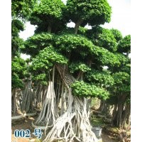 供應(yīng)小葉榕綠化苗