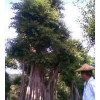 長(zhǎng)期大量供應(yīng)各規(guī)格的小葉榕地苗，移植苗，微型小葉榕盆景