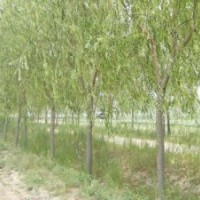 喬木基地直銷垂柳.櫻花.紫薇.紅葉李.銀杏.欒樹.