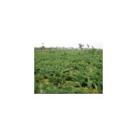 基地批發(fā)爬地柏.蜀檜.塔柏.北京檜.灑金柏.龍柏.