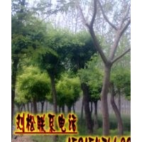 國(guó)槐種子如何培育