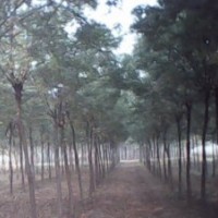 苗木市場前景國槐基地河北大國槐價格