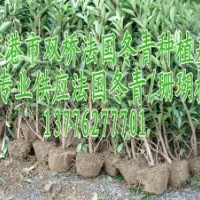 本基地專業(yè)種植供應(yīng)法國冬青 珊瑚樹 青珊瑚 法青