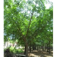 常年出售2-80工分的優(yōu)質(zhì)銀杏樹