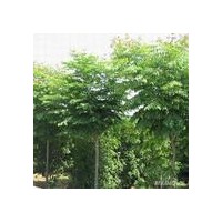 欒樹（黃山欒）