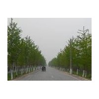 常年供應銀杏 銀杏樹，銀杏苗木
