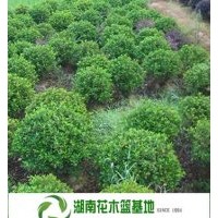 杜鵑球,杜鵑球價(jià)格,湖南杜鵑球