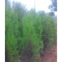 低價出售自家側(cè)柏1.5-2.5米