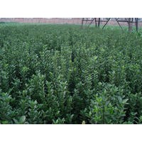 大葉黃楊工程苗