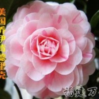 批發(fā)銷售-茶花精品-喬伊肯德里克茶花-萬芳園藝