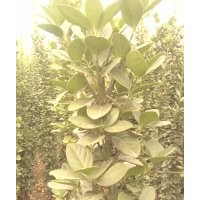 大量出售1米——2.5米北海道黃楊