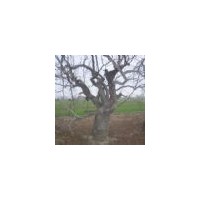 棗樹苗景觀棗樹造型棗樹古裝棗樹花瓶棗樹