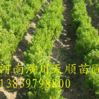 豆瓣黃楊，豆瓣黃楊價格，豆瓣黃楊，潢川豆瓣黃楊，河南豆瓣