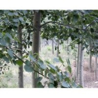 常年供應(yīng)椿樹(shù).毛白楊苗.１０７楊.白蠟.柳樹(shù).國(guó)槐.法桐.合歡.