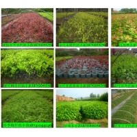 出售自家小苗：多季梅 紫葉稠李 紅葉李 金葉水臘 紅瑞木 五角楓