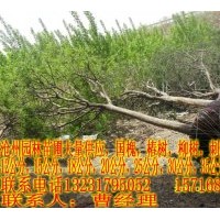 大量供應(yīng)國槐 歡迎購買