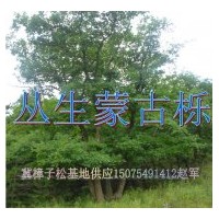 供應(yīng)蒙古櫟，叢生蒙古櫟