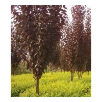 低價(jià)供應(yīng)雪松，廣玉蘭，香樟等各種綠化苗木