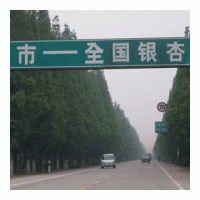 供應(yīng)各種規(guī)格銀杏樹