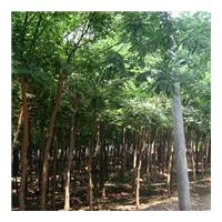 長期供應(yīng)國槐|法桐|火炬|垂柳|速生柳|榆樹|金葉榆