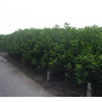 供應(yīng)江蘇蘇州法國(guó)冬青