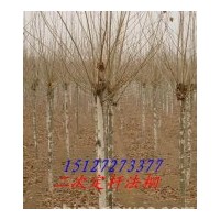 供應(yīng)法桐 河北法桐基地