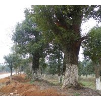 供應(yīng)基地*湖南香樟 多桿香樟