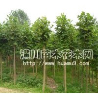 供應(yīng)馬褂木，潢川馬褂木批發(fā)