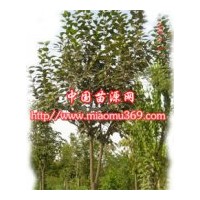 供應(yīng)綠化苗木柿樹