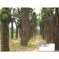供應(yīng)國(guó)槐 40公分國(guó)槐