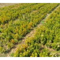 大量供應(yīng)小葉黃楊