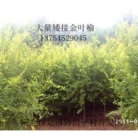 供應(yīng)；金葉榆、金葉槐、香花槐、嫁接垂柳、白蠟、電話1375452904