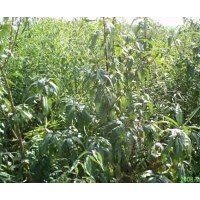 供應(yīng)桃樹(shù)苗