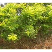 供應(yīng)叢生金葉國(guó)槐